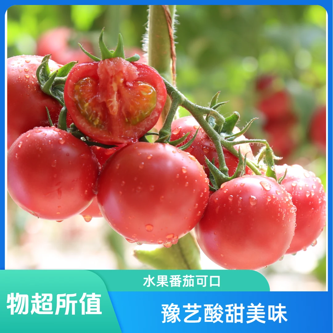 河南豫艺酸甜果八分甜两分酸水果番茄净含量（4.5斤～5斤）