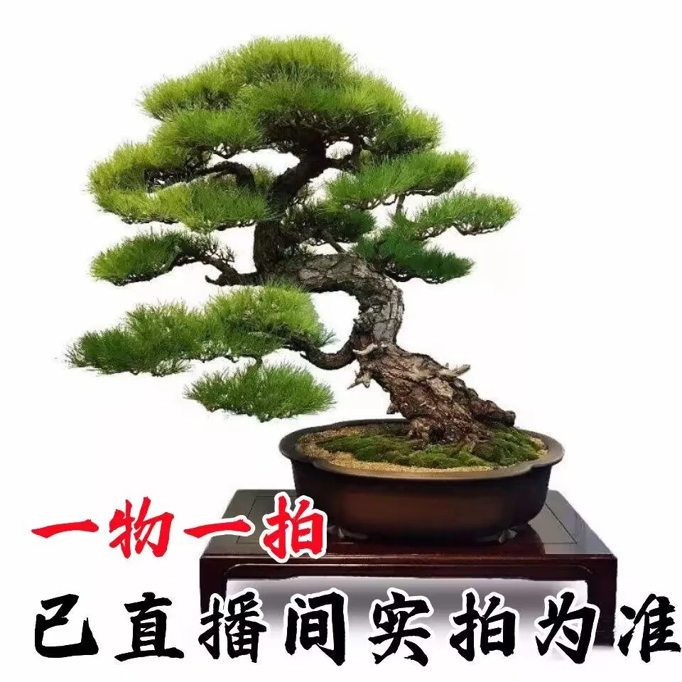 【一物一拍】 黑松素材桩盆栽童子功造型黑松四季常青绿植黑松绿植