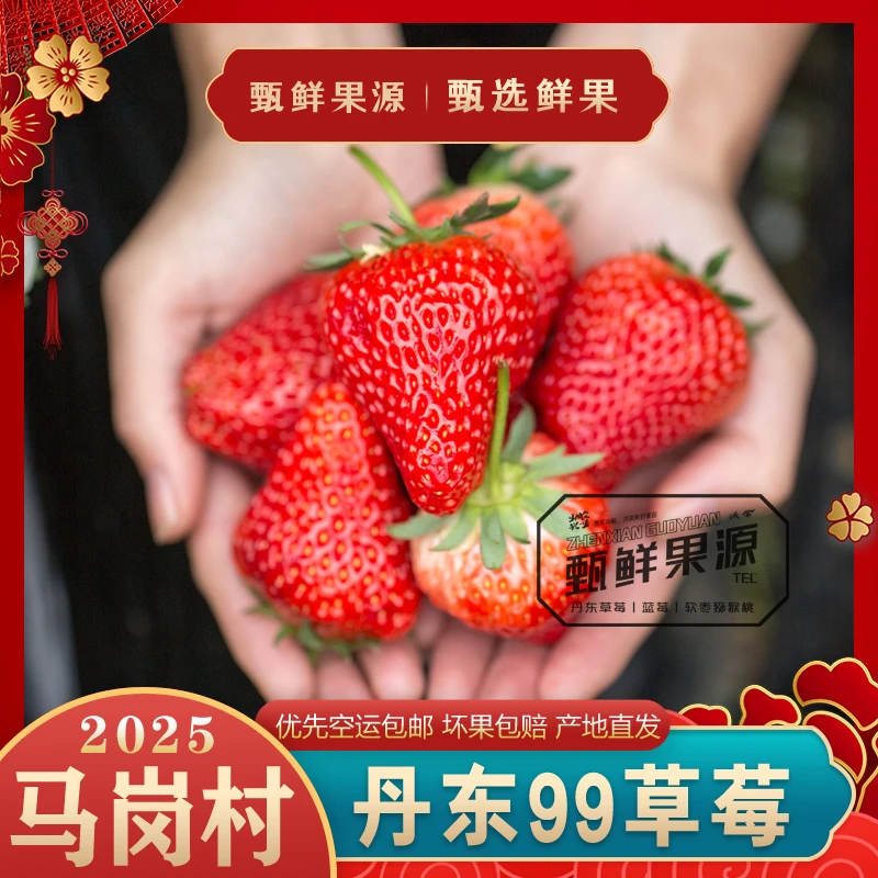 「升级款」丹东99草莓1.8斤牛奶草莓核心产区空运包邮现摘现发