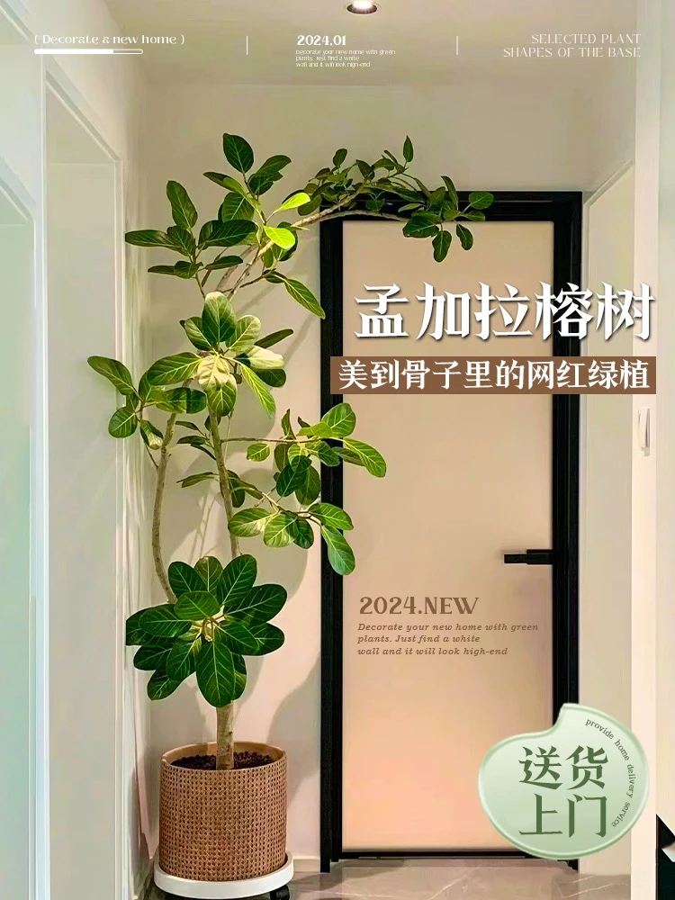 网红孟加拉榕盆栽大型绿植老桩高山榕树室内客厅简约孟加拉榕树