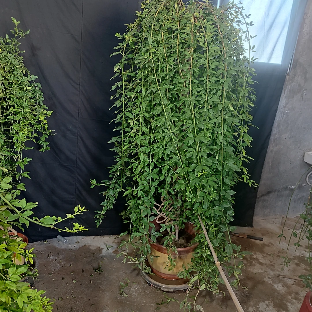 高杆垂均探春花中国结盆景