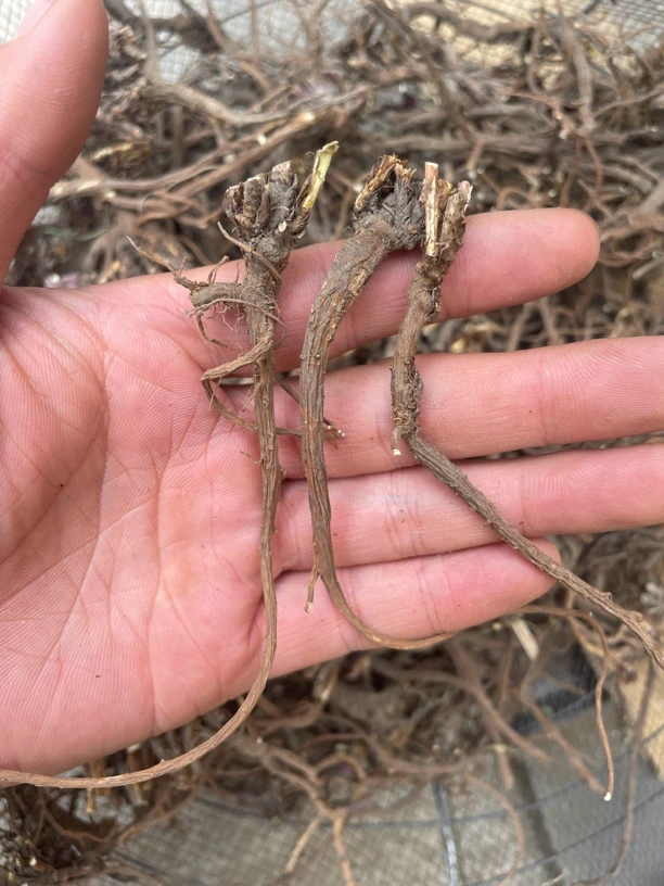 甘肃岷县野柴胡配当归党参黄芪黄芩北柴胡