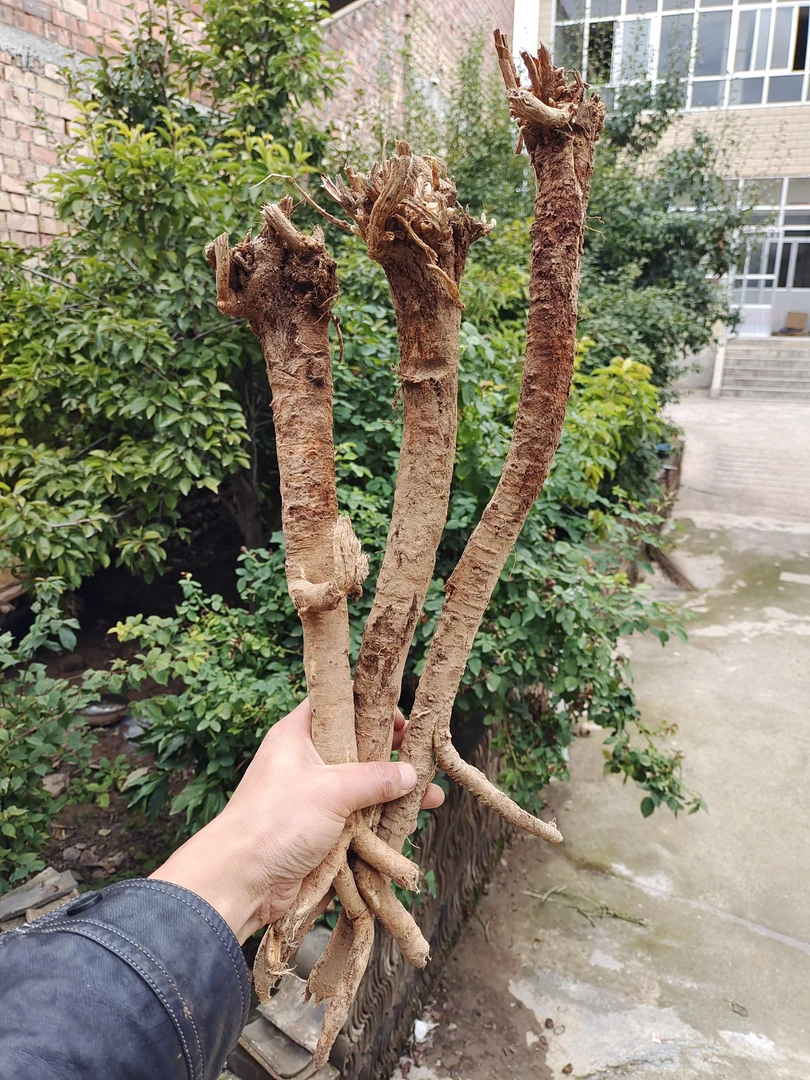 【直播】老黄芪老党参老红芪新货500克搭配西洋参枸杞泡水