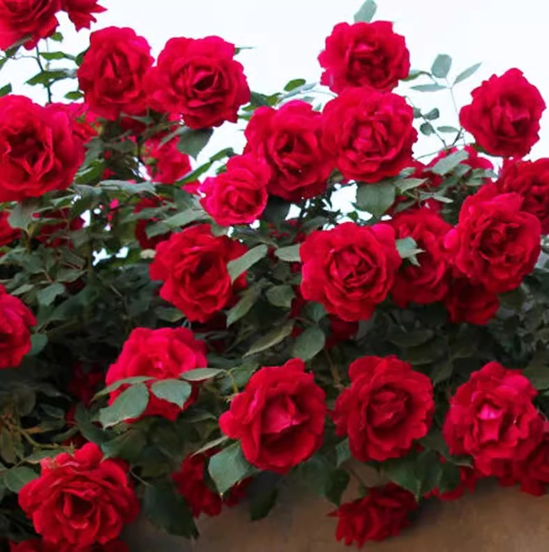 鲁硕红耐寒藤本月季东北方地区越冬拱门花墙花架造型