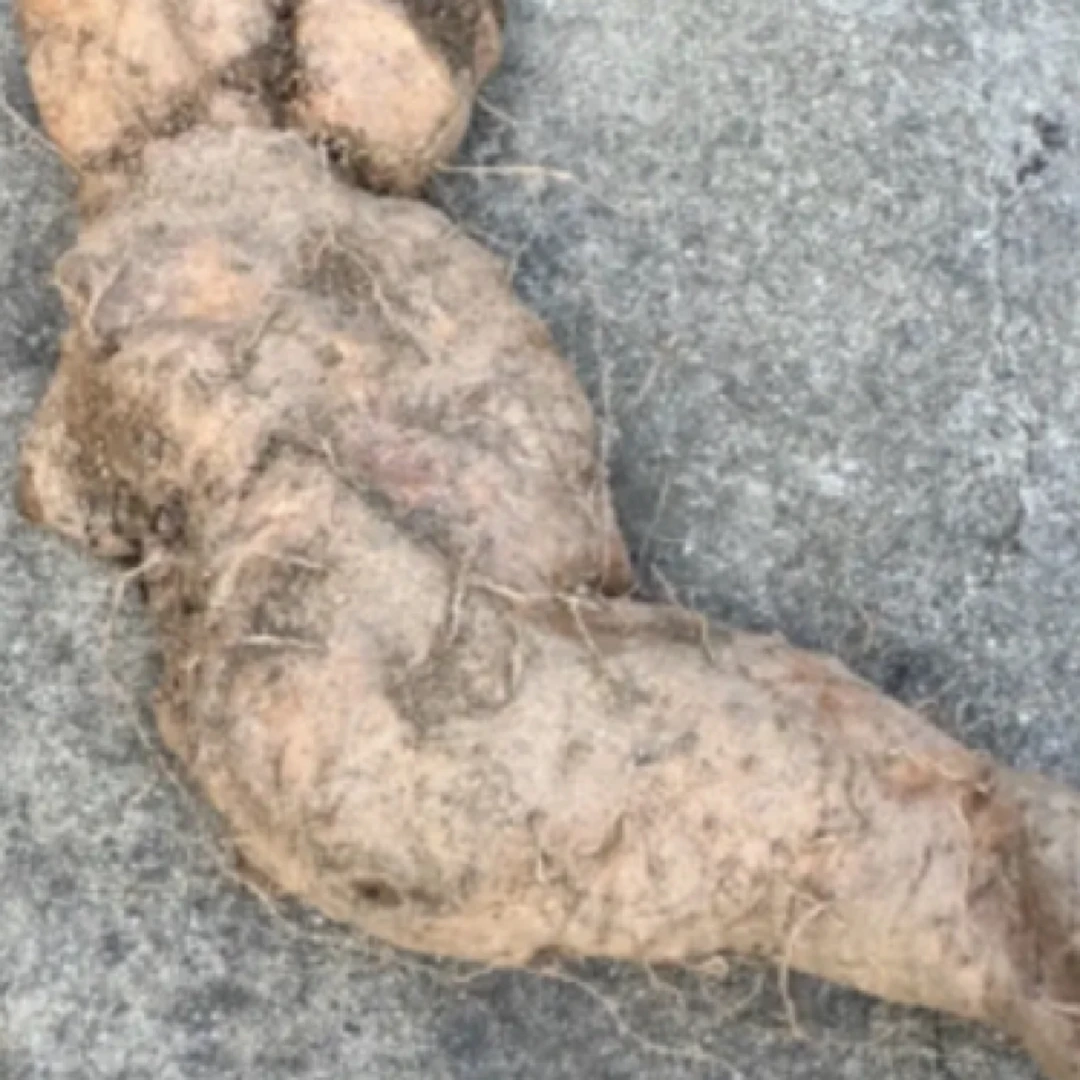 高山现挖野怀山药