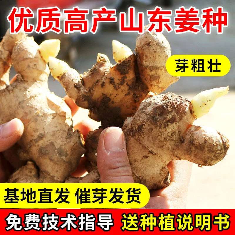 已催芽山东生姜种子老姜种高产姜种芽黄姜种姜芽收到可种3/5斤装