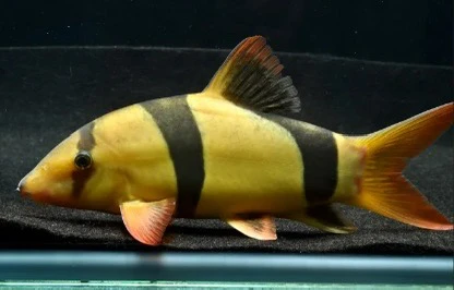 大体三间鼠热带鱼观赏鱼原生鱼工具鱼