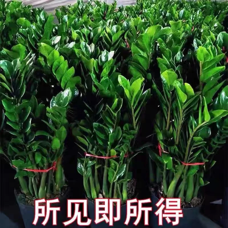 金钱树盆栽摇钱树花苗发招财树花卉盆室内绿植物客厅办公室钱串子