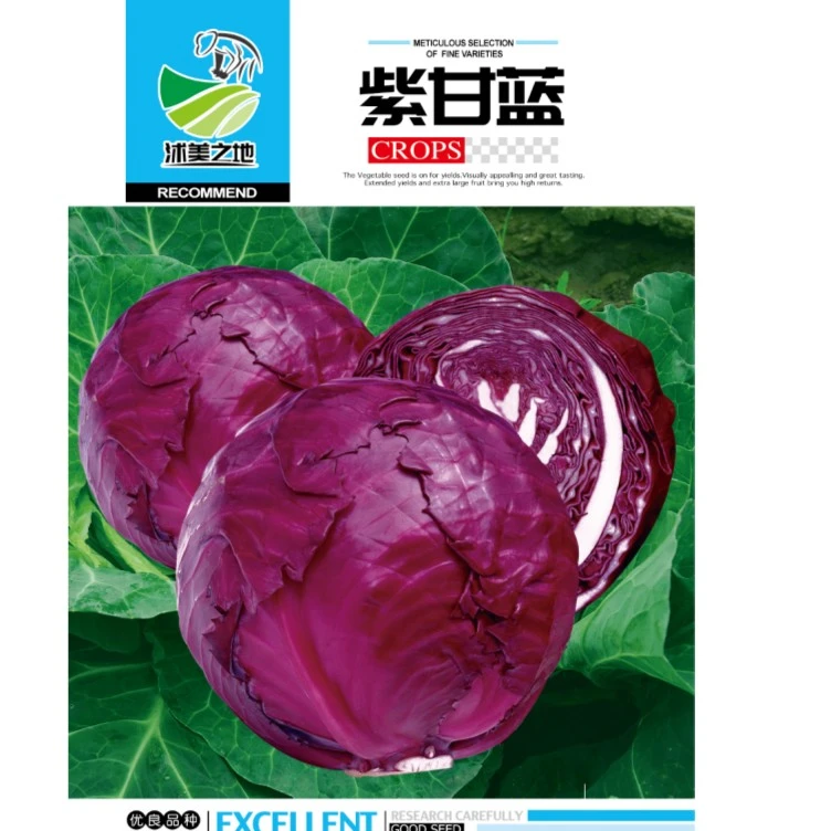 【甘蓝种子】紫甘蓝春秋甘蓝包菜种子四季阳台好种