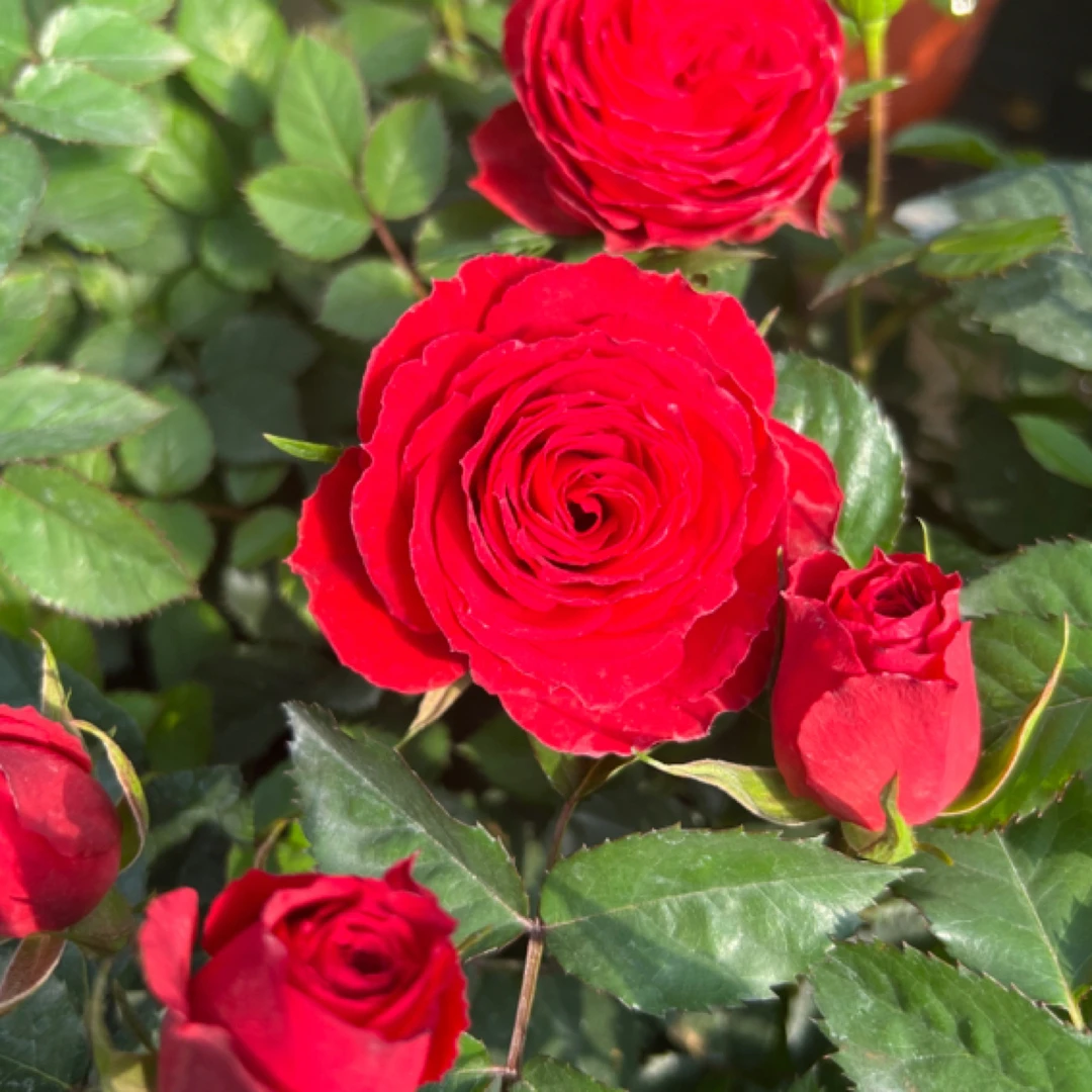 【红苹果】180培育盆红色灌木月季花庭院阳台盆栽多季开花带花苞