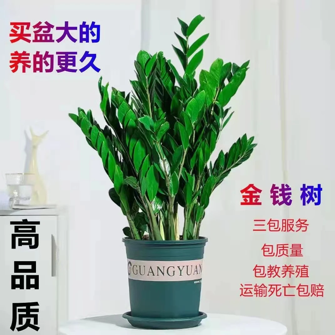 金钱树大盆栽室内客厅大型好养活绿植花卉大摇钱串子招财进宝植物