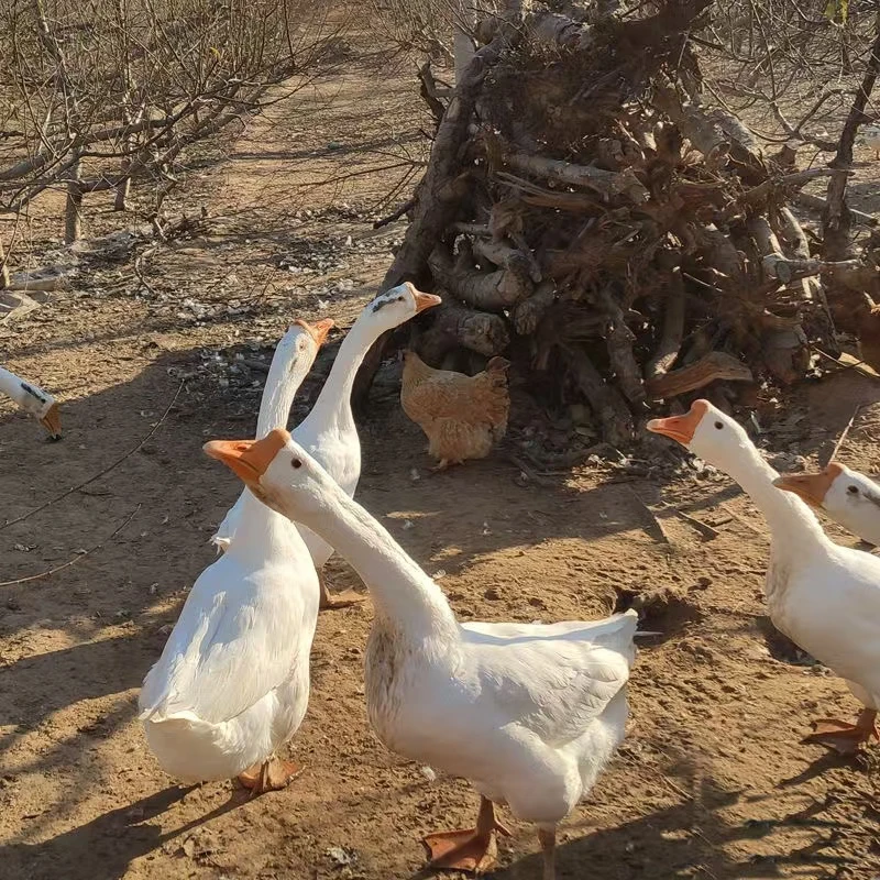 东北农家散养大/鹅/蛋可搭配干山药