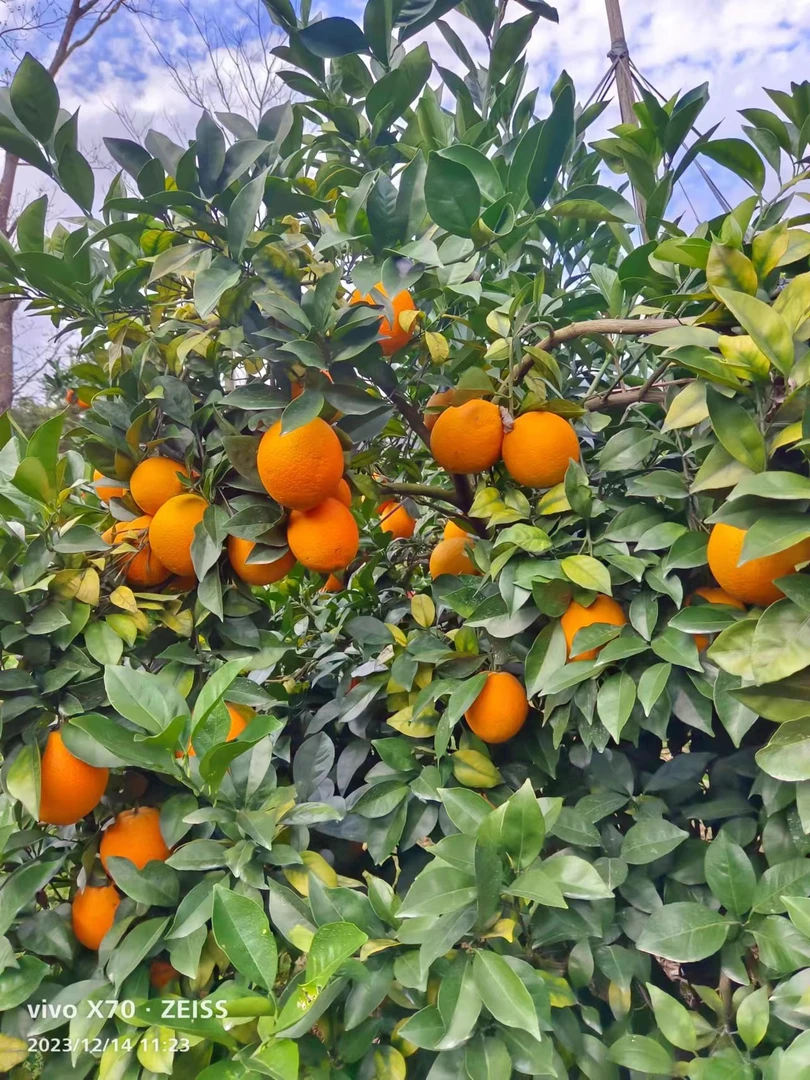 直供果园赣州赣南脐橙精品玲珑果香甜当季皮薄橙味直供新鲜美味