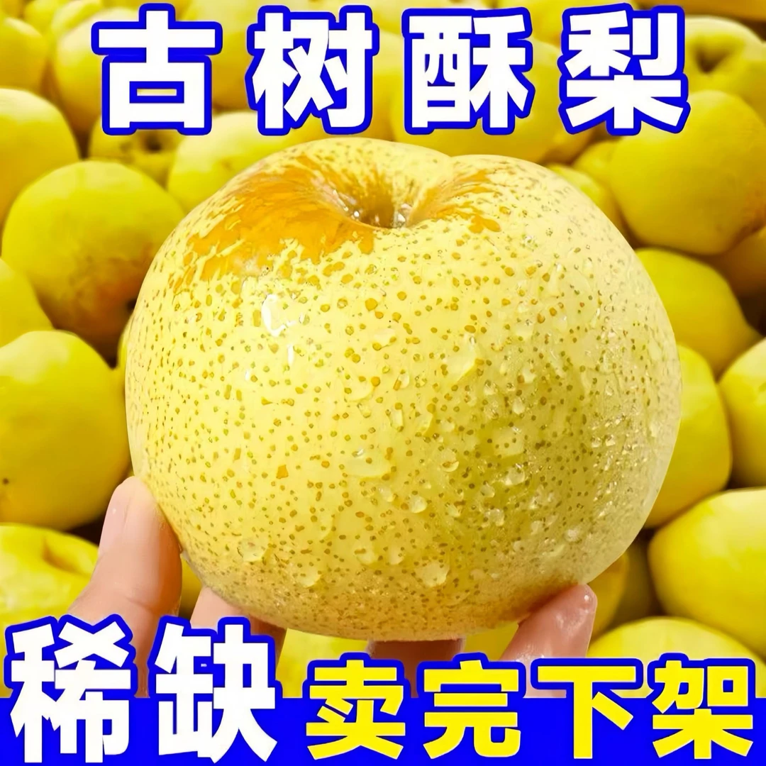 正宗酥梨砀山纯甜新鲜水果梨子皮薄味美砀山酥梨雪梨