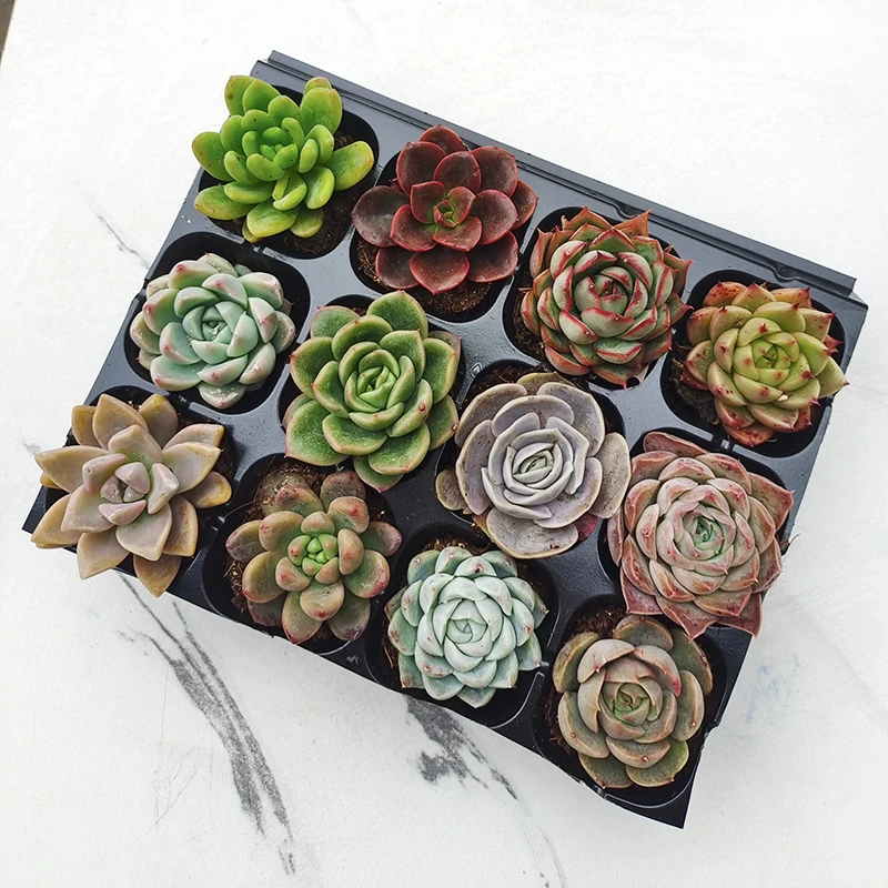 12颗精品带穴盘多肉植物随机品种不重复大棚基地直销肉肉组合