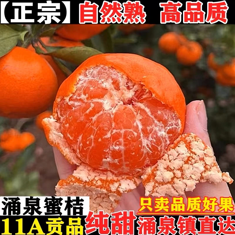 现货台州涌泉蜜桔新鲜橘子应季水果礼盒孕妇5斤临海橙子无籽现摘