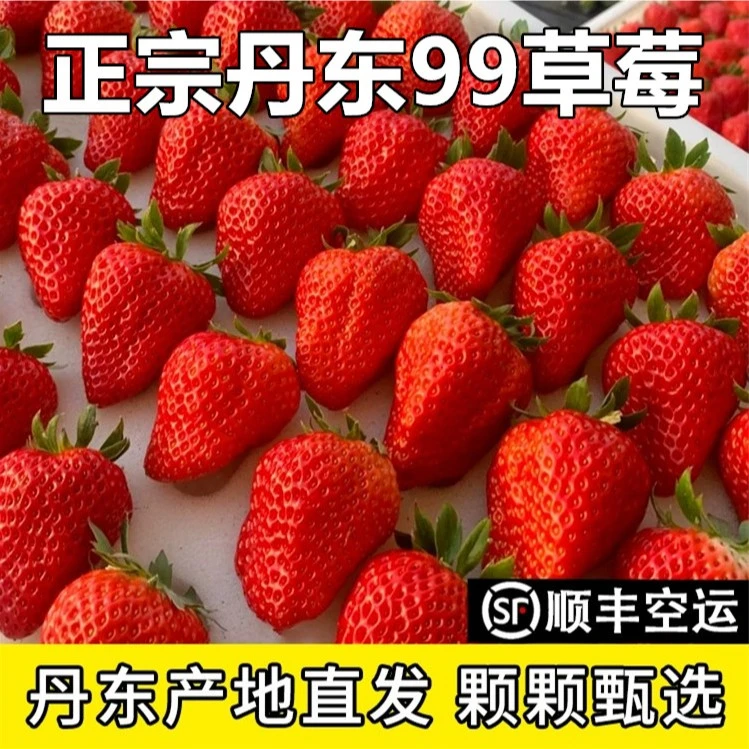 顺丰速发丹东99草莓新鲜红颜奶油东港九九甜牛奶草莓大果礼盒正宗