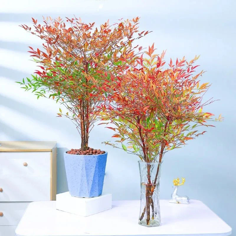 南天竹水培植物室内盆栽办公室四季常青好养绿植花卉