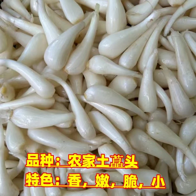 茭头新鲜重庆农家自留种子土藠头四川高山泡菜藠头1/3/5斤包邮