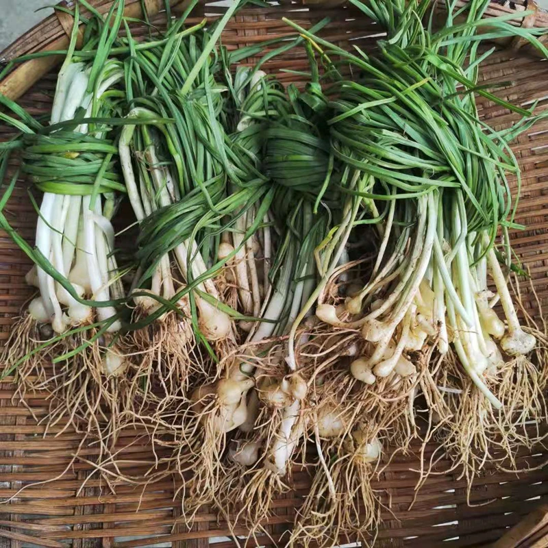 新鲜野葱重庆四川野生小蒜小香葱野菜山葱现挖现发野生葱1斤包邮