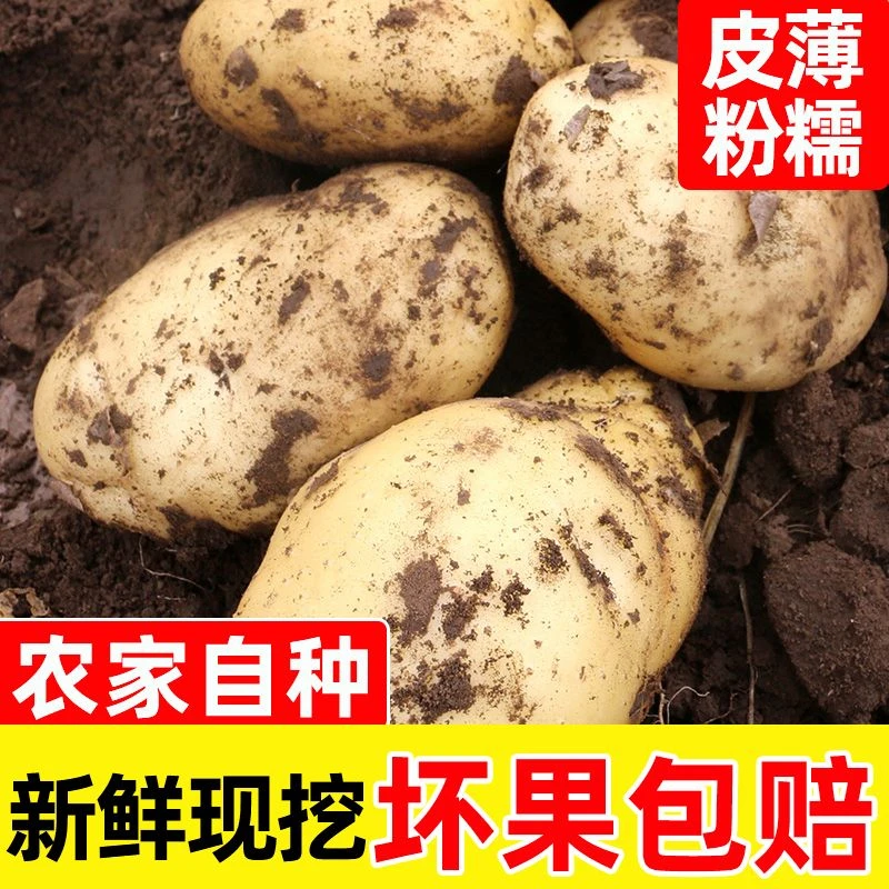 新鲜贵州高山大土豆5/10斤现挖现发马铃薯洋芋清香农家蔬菜水果