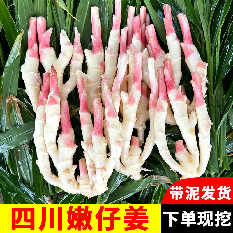 四川嫩姜新鲜仔姜正宗四川红芽嫩姜嫩仔姜生姜泡菜姜鲜姜生姜子姜
