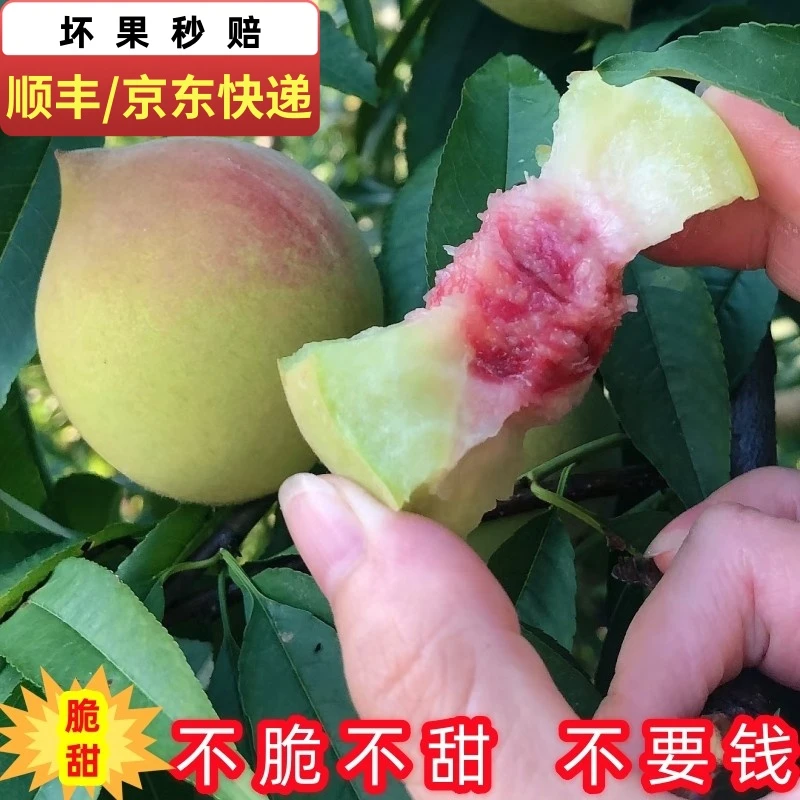 【顺丰/京东快递】5斤/10斤鹰嘴桃现摘现发脆甜赣南鹰嘴桃坏果包赔