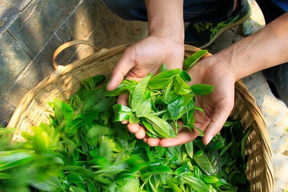 2024年《薄荷塘》 普洱生茶 200g/饼