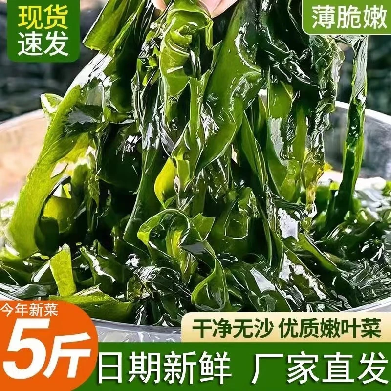 盐渍裙带菜半干货5斤今年新菜海带嫩苗海菜海白菜海藻菜裙带菜叶