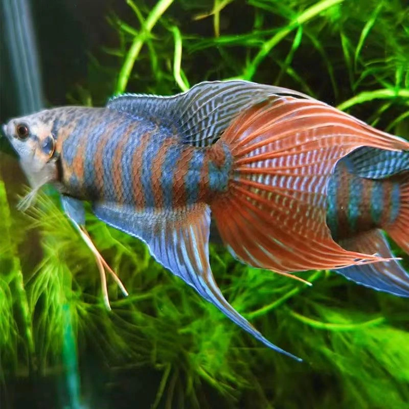 中国斗鱼活体活鱼冷水淡水观赏鱼好养耐活金鱼小型鱼改良普叉斗鱼