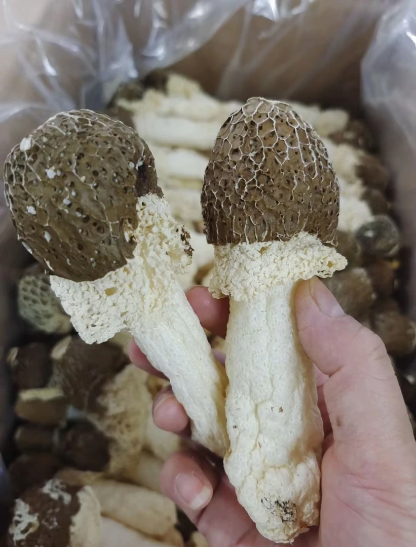 【表妹山货】竹荪干货大家都选纯天然新货竹荪野生菌煲汤净重批发