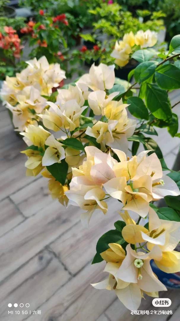 原生高飘苏瓦娜四季开花