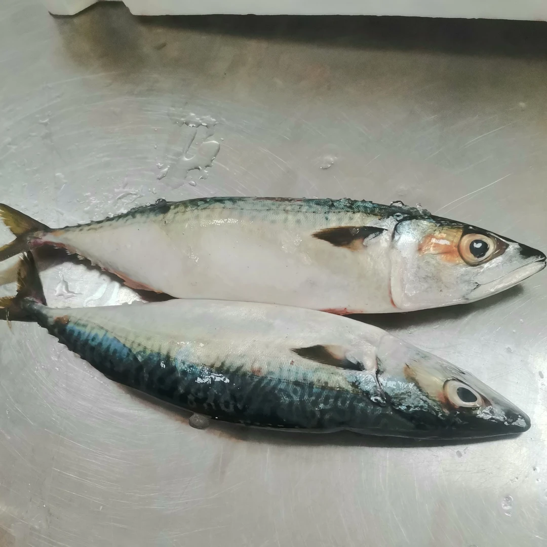 吕四本港海鲜青占鱼一斤两条左右，6斤起拍