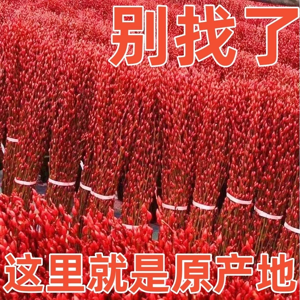 【80cm红色银柳】喜庆观赏干花真花新年鲜枝耐寒年宵花卉招财染色鲜