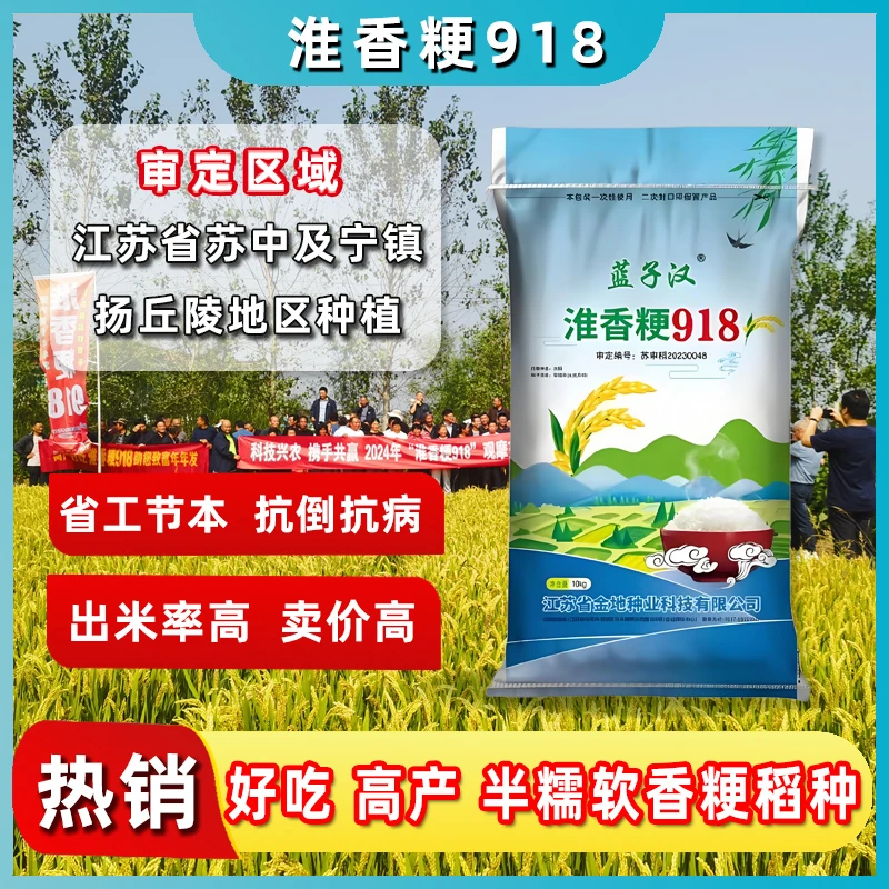 淮香粳918高产洁田稻种子抗病抗倒灌浆快稳产水稻软香米种子