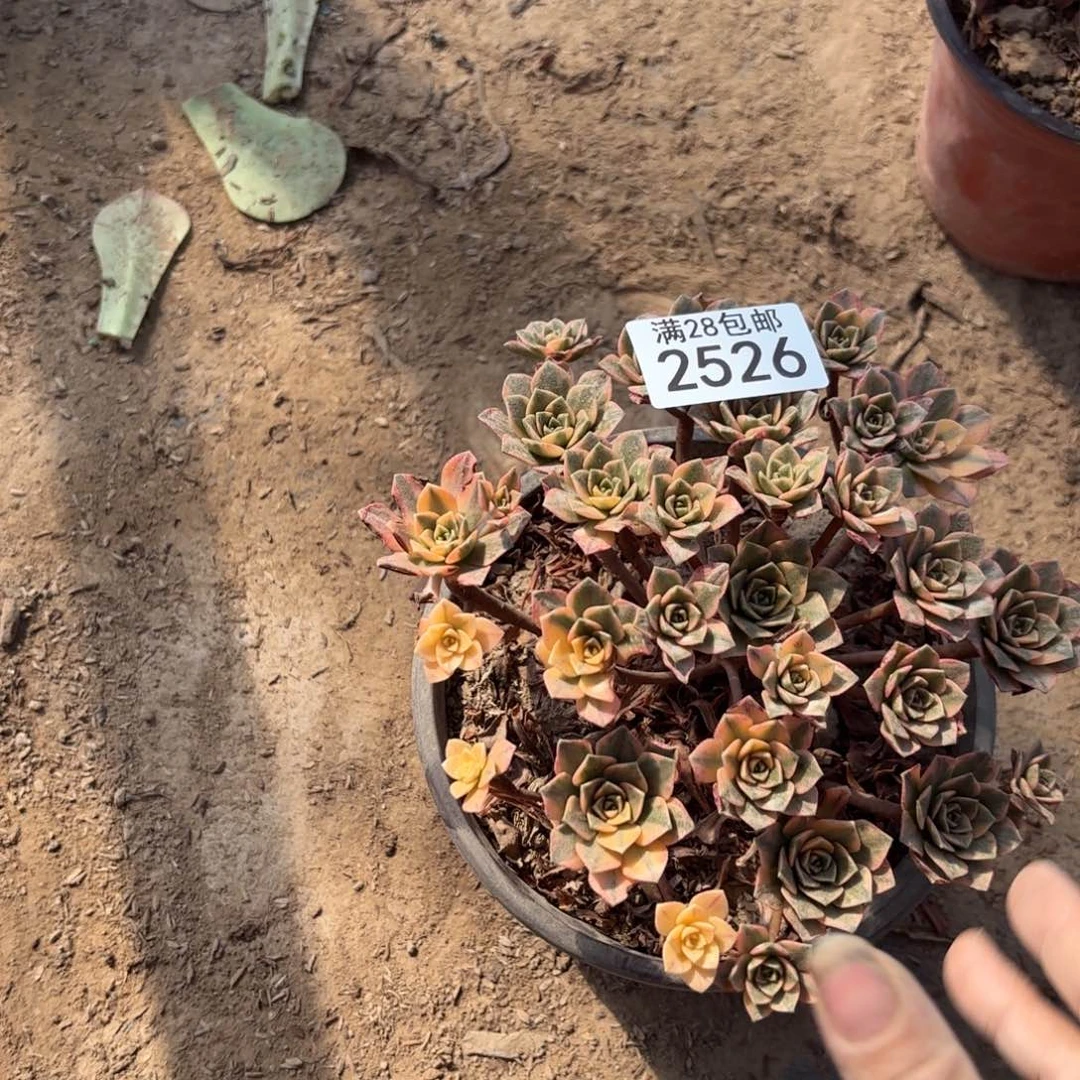 K.      2526甜茶多肉