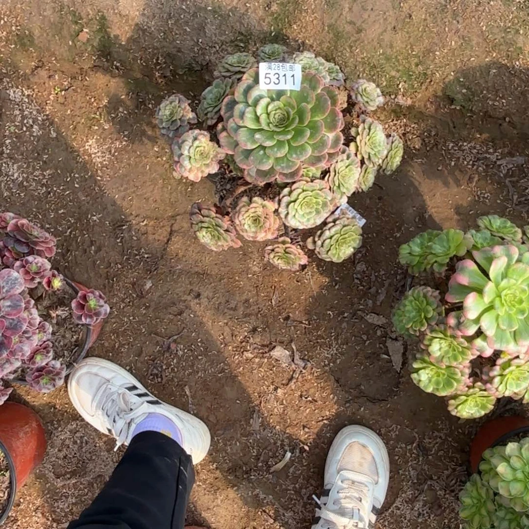 1**8P.   5311黑金刚多肉