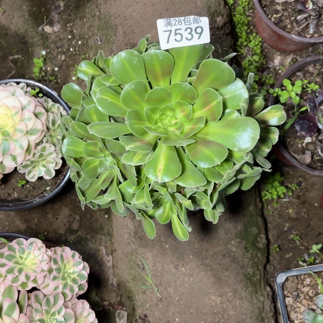 A. 7539女巫中班多肉