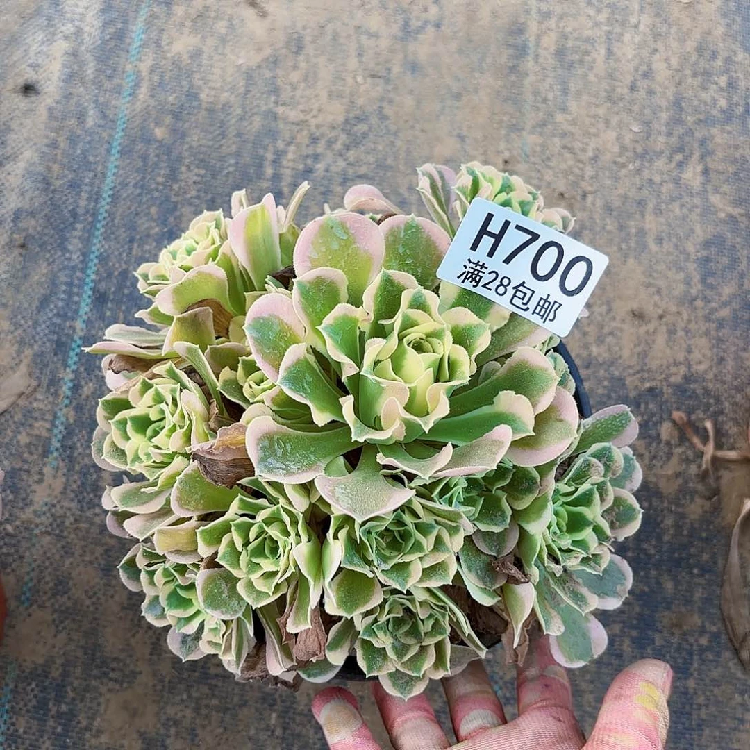 F.  700白凤多肉