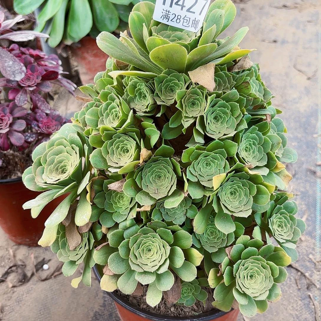 N.  427翡翠琉璃多肉