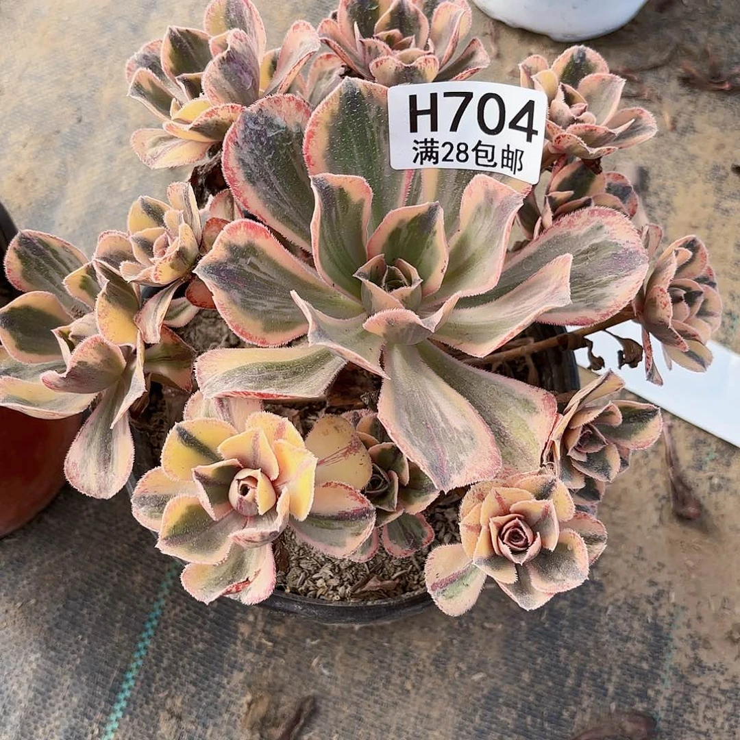 E.    704青花瓷多肉