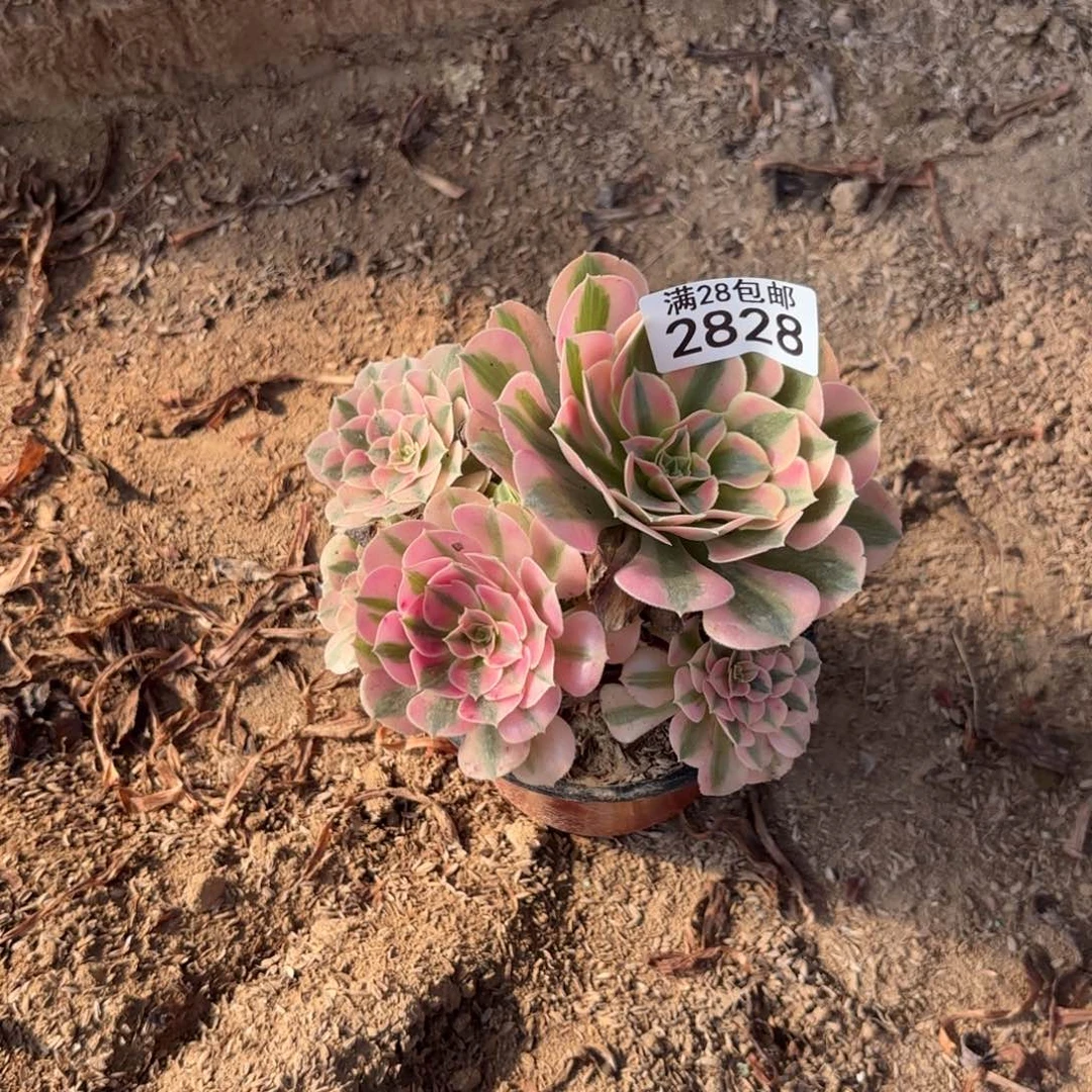 Q.  2828女巫多肉