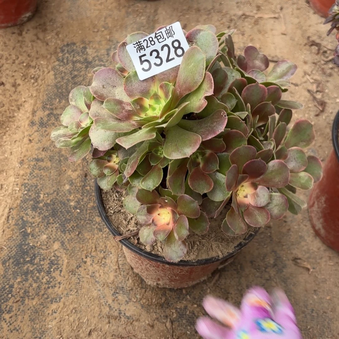 K. 5328香妃多肉？