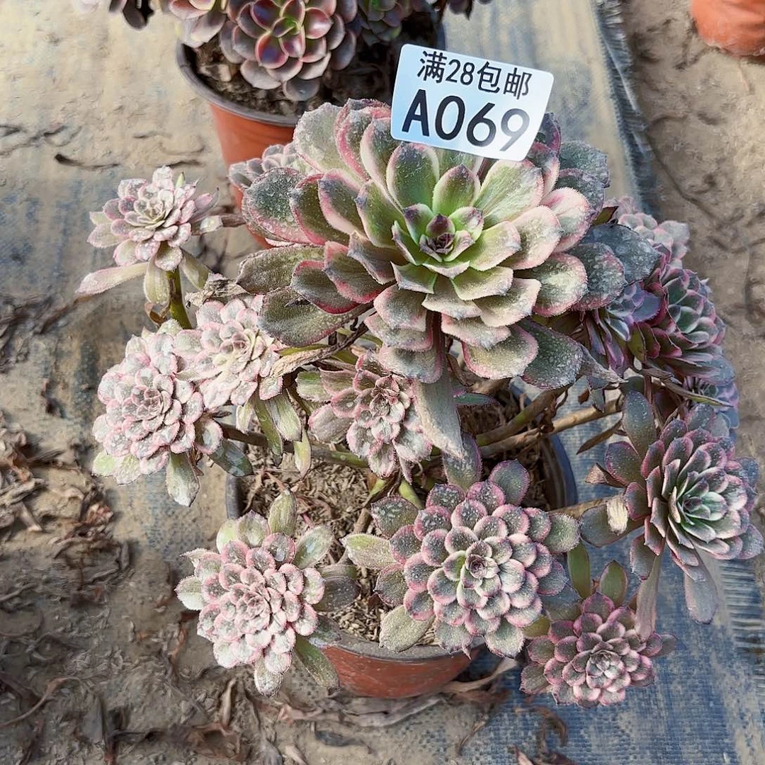 P.     零六九紫霞仙子多肉