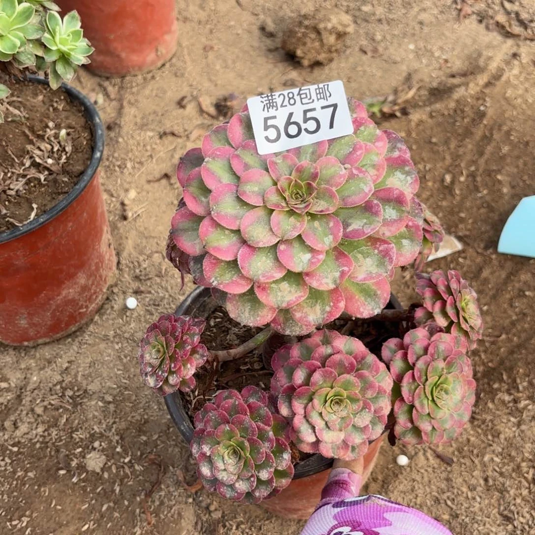 @**格M.  5657维纳斯多肉