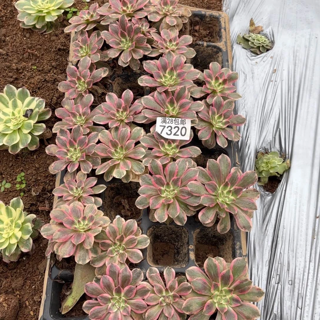 H. 7320浣纱25棵多肉