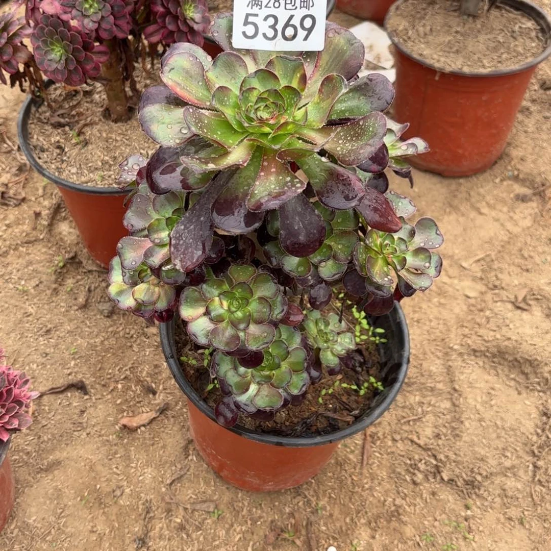 D. 5369花蝴蝶多肉