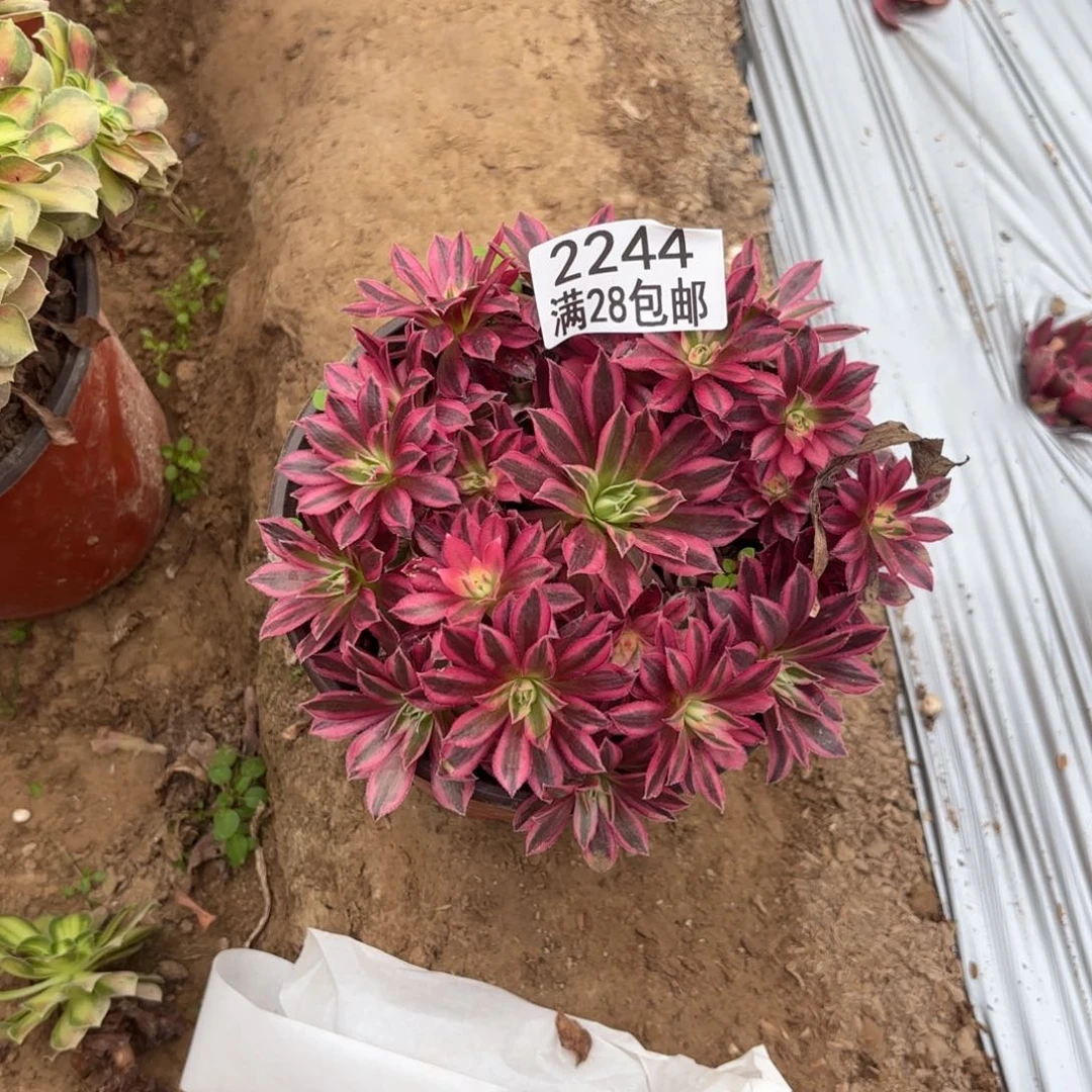 A. 2244凤凰超百多肉