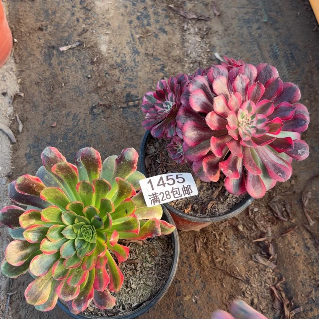 P.  1455两颗多肉