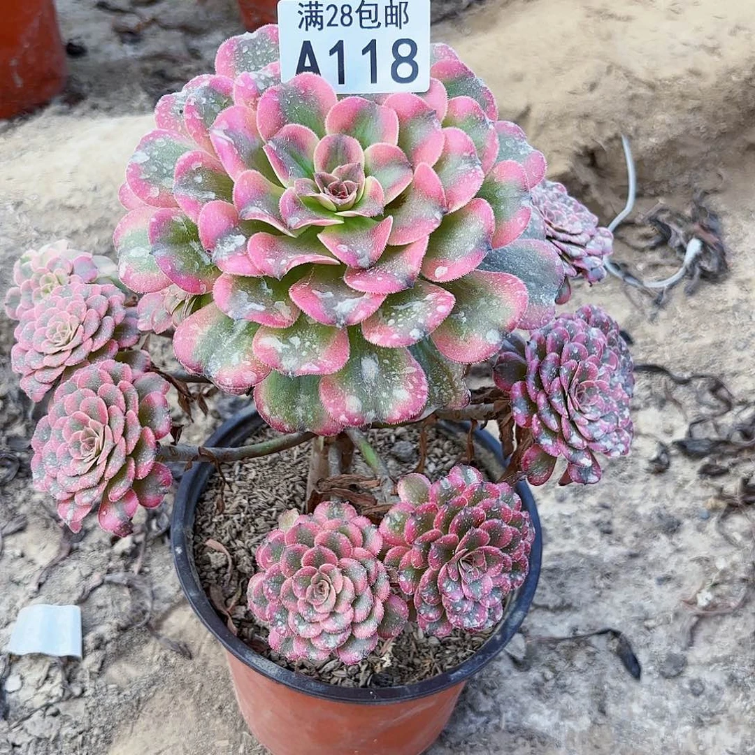 P.  118维纳斯多肉